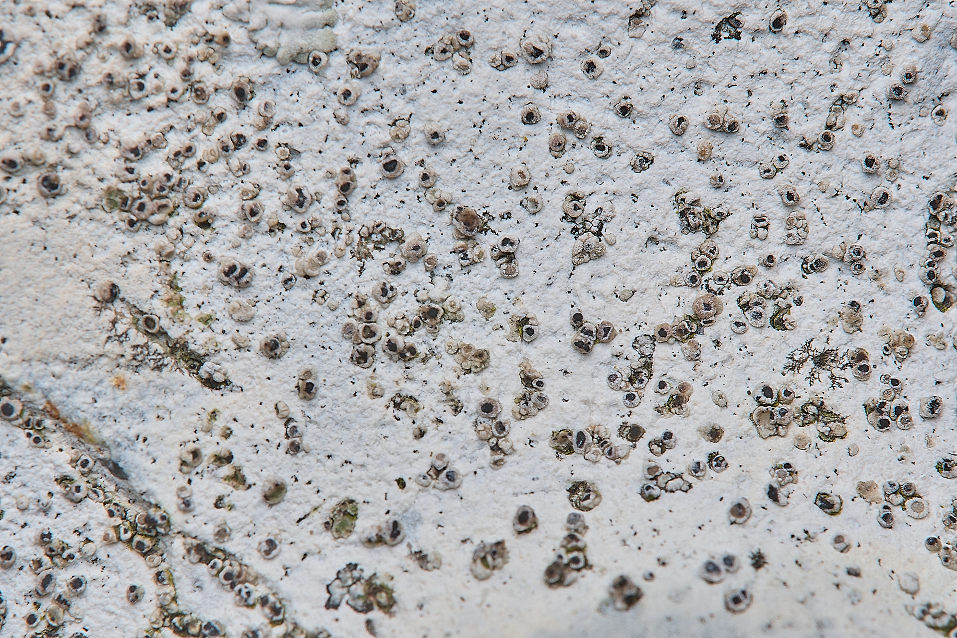 Myriolecis antiqua