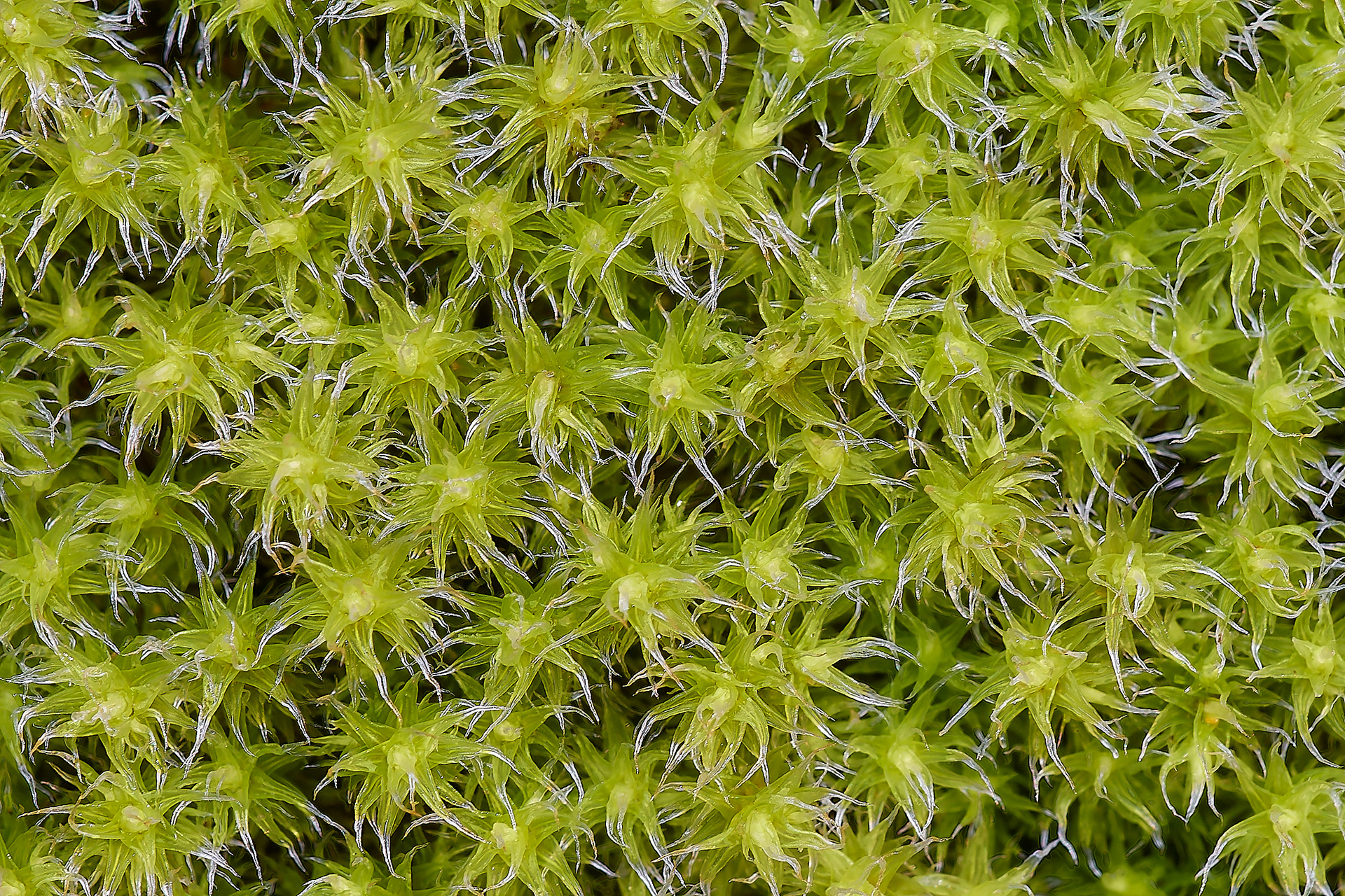 Hoary Frimnge-moss (Racomitrum canescens) Wootton Woods