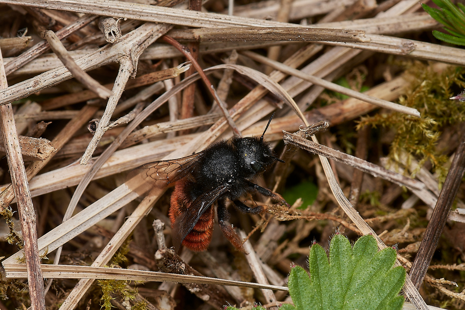 Red-tailed Mason Bee ♀︎(Osmia bicolor) Alderford Common
