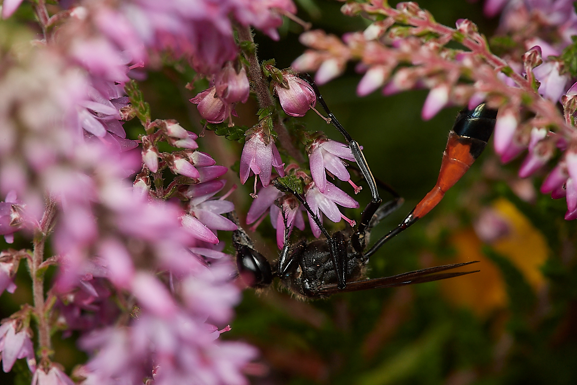 Red Banded Sandwasp (Amophila sabulosa) Broadland Country Park