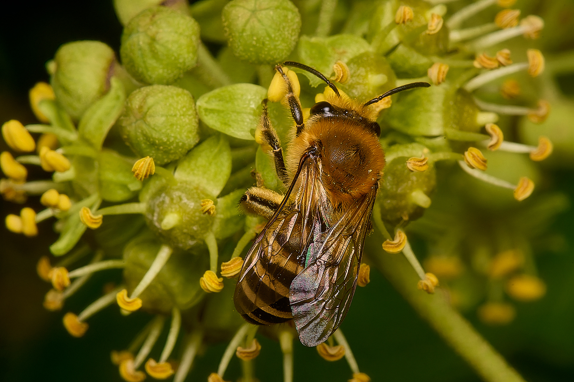 Ivy Bee (Colletes hederae)