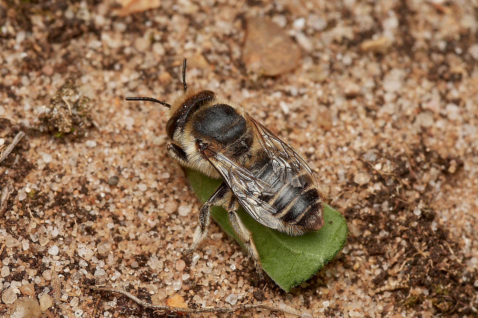 Silvery Leafcutter Bee (Megachile leachella) Little Eye. Salthouse