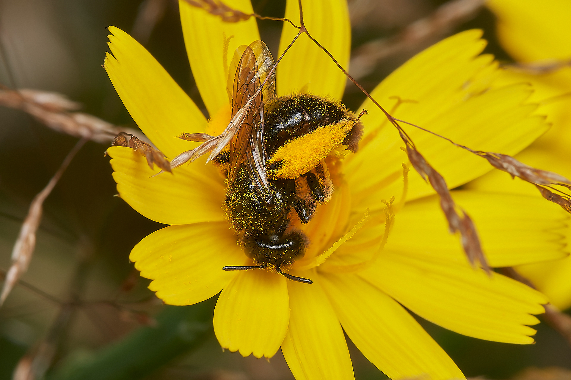 Big Shaggy Bee ♀︎(Panurgus banksianus) Broadland Country Park