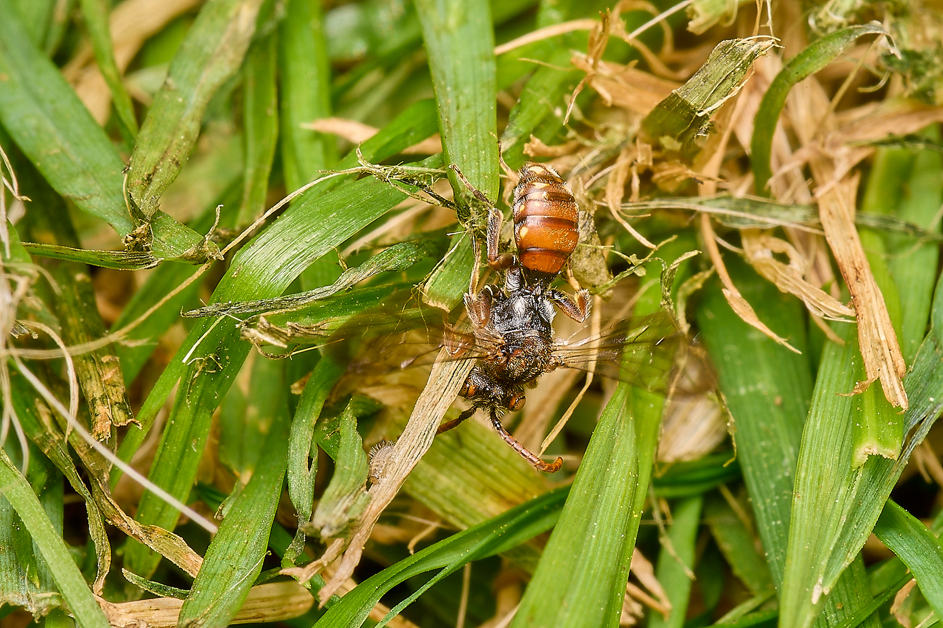 Short-spined Nomad Bee (Nomada guttulata) ♀︎