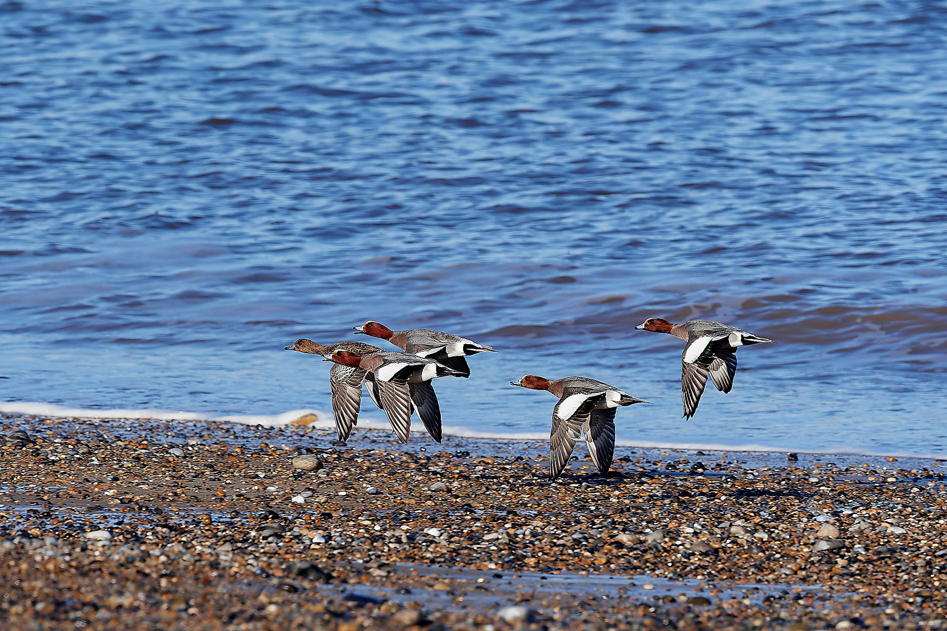 Wigeon (Anas penelope0 Cley