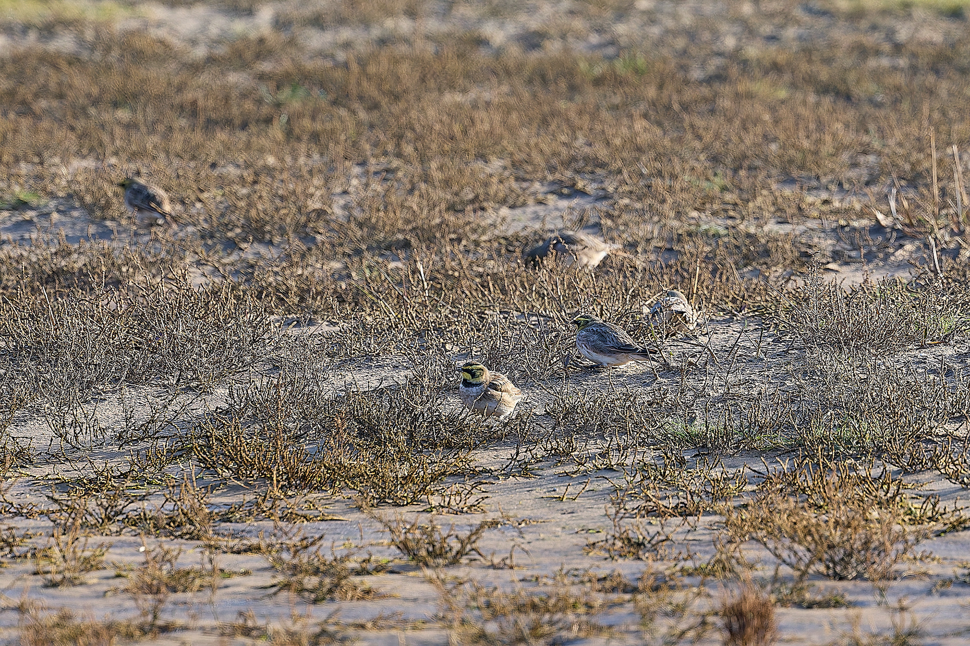 Shore Lark