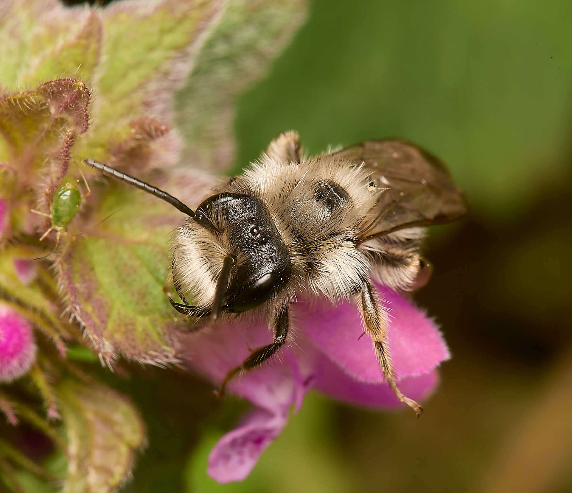 Grey - backed Mining Bee ♂︎ (Andrena vega) Norwich