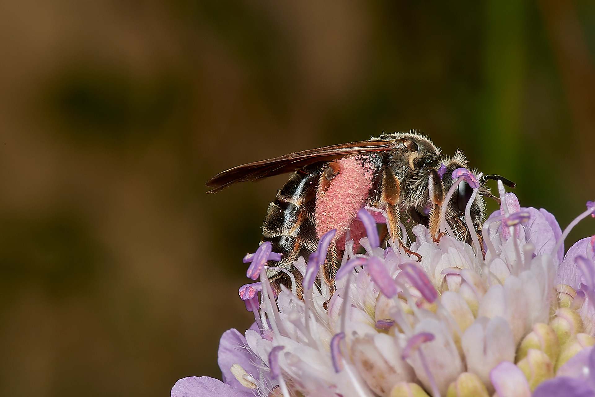 Large Scabious Mining ♀︎ (Andrena hattorfiana) Metton