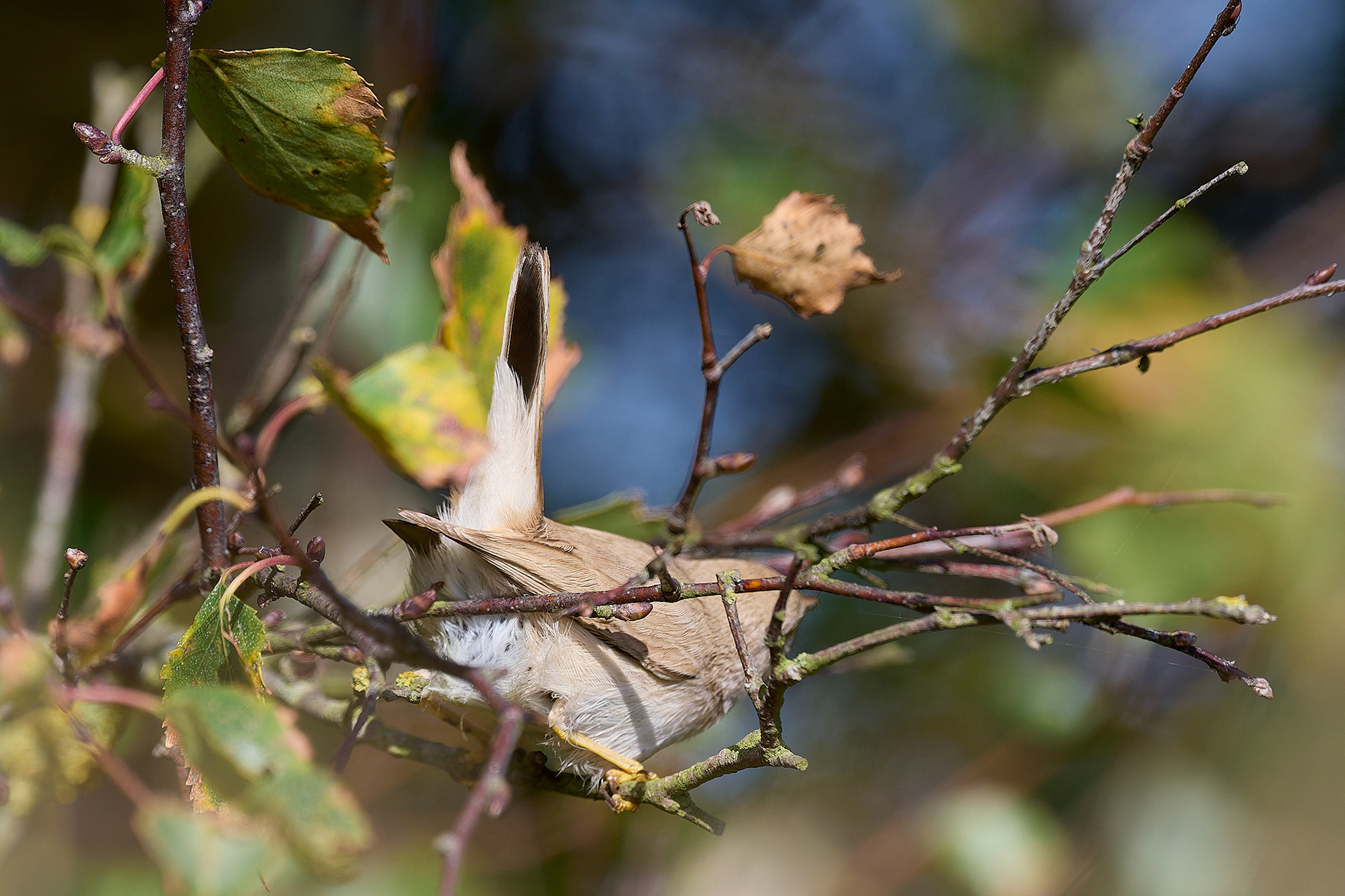Asian Desert Warbler (Curruca nana)