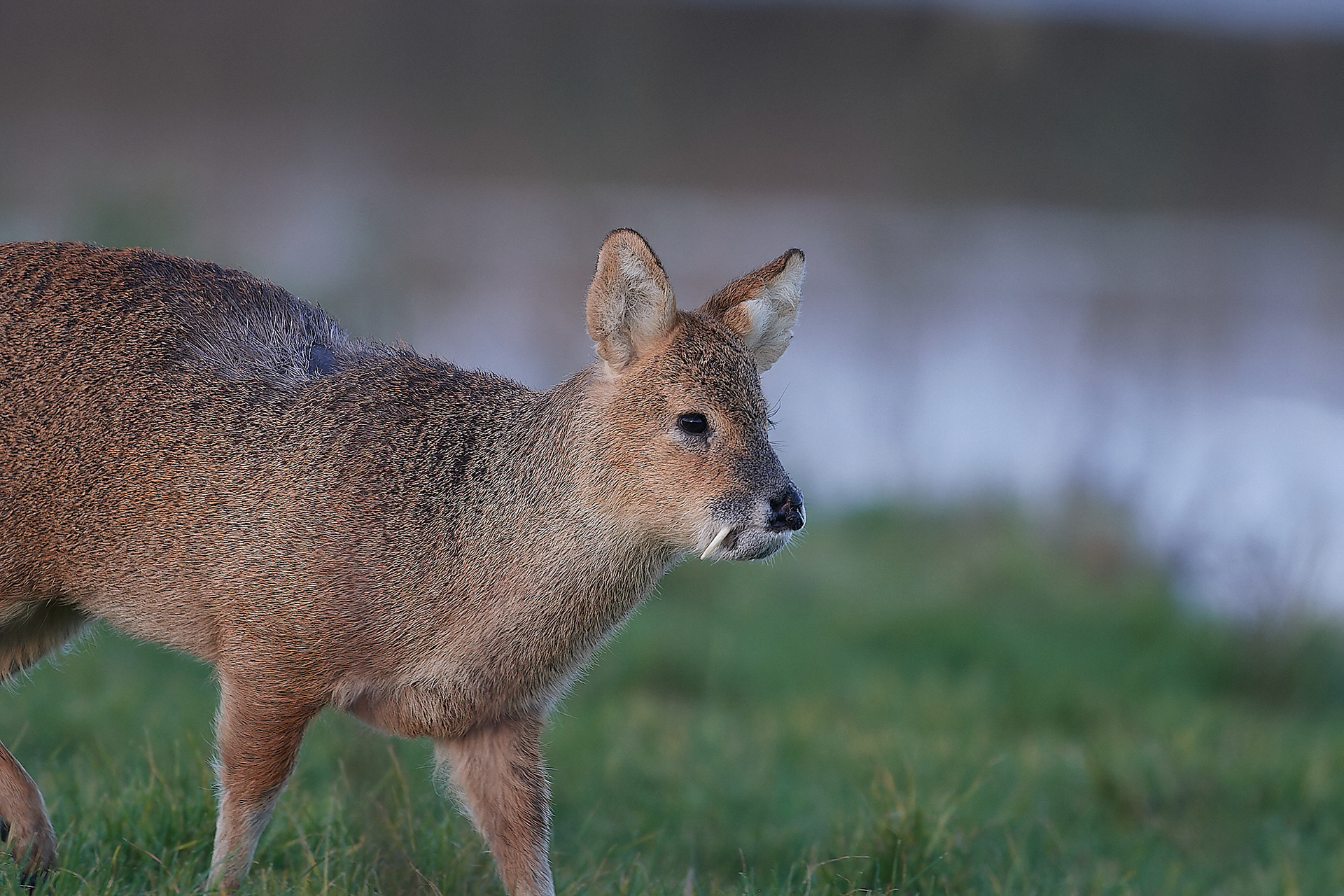 Chinese Water Deer (Hydropotes inermis) Cley