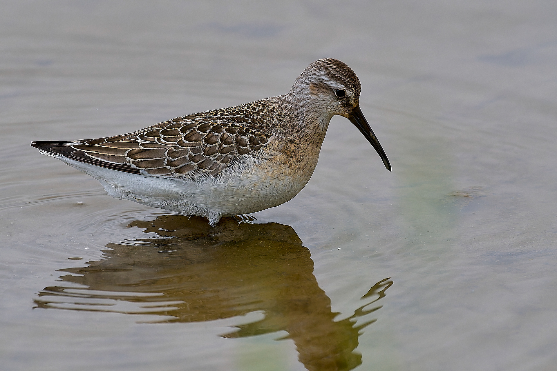 Titchwell Curlew Sandpiper (Calidris ferruginea) 09/24