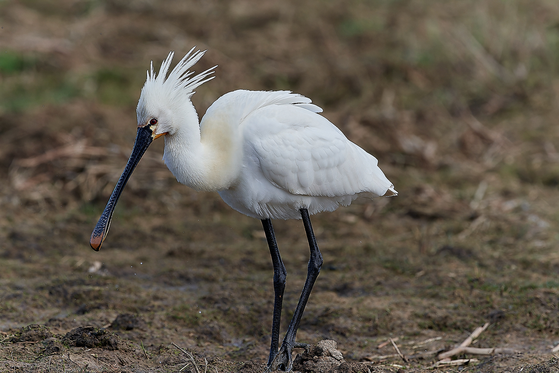 Spoonbill )Platalea leucorodia) Cley