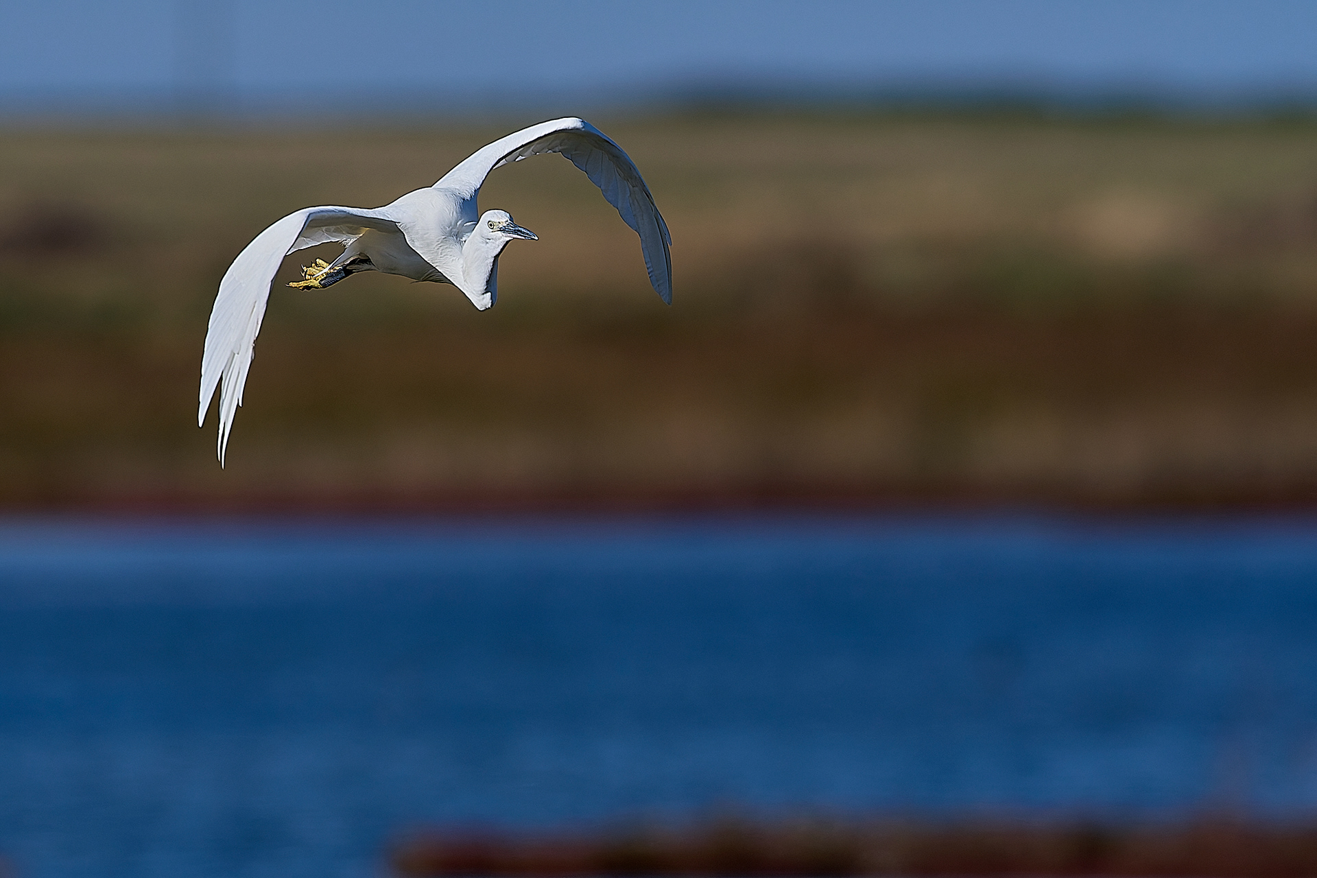 Little Egret (Egretta garzetta)