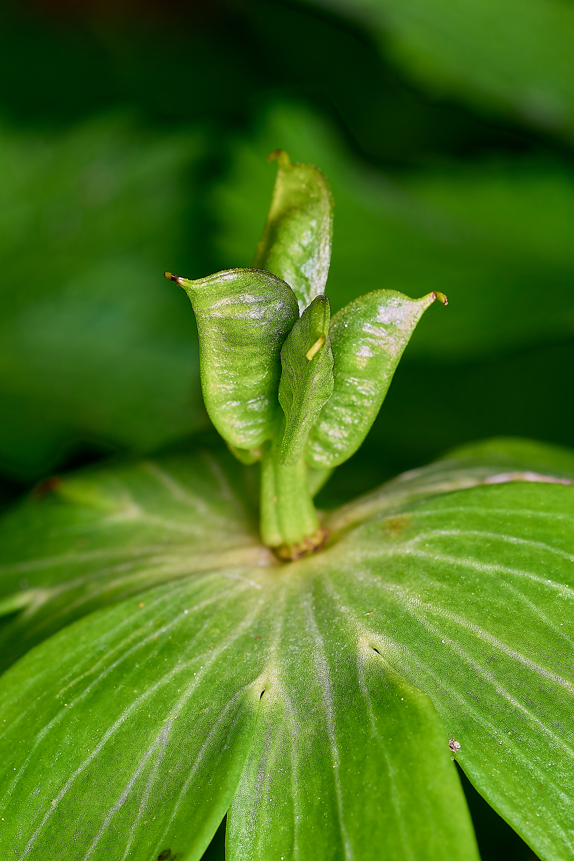 Winter Aconite (Eranthis hyemalis)