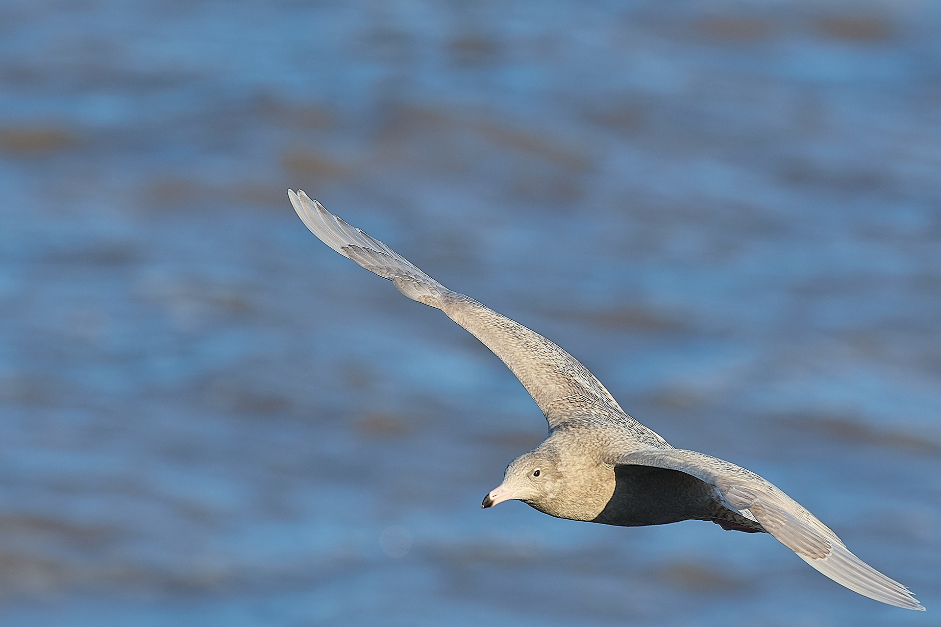 Glaucous Gull