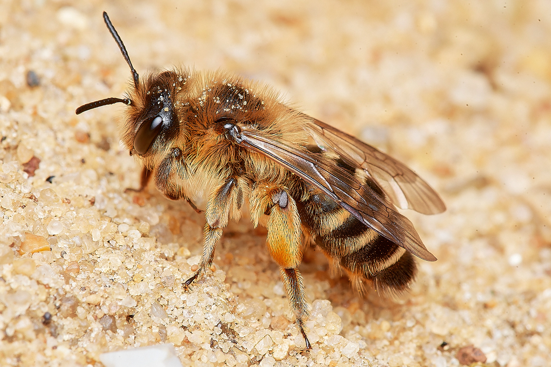 Yellow-legged Mining Bee ♀︎(Andrena flavipes) Hanworth 04/23