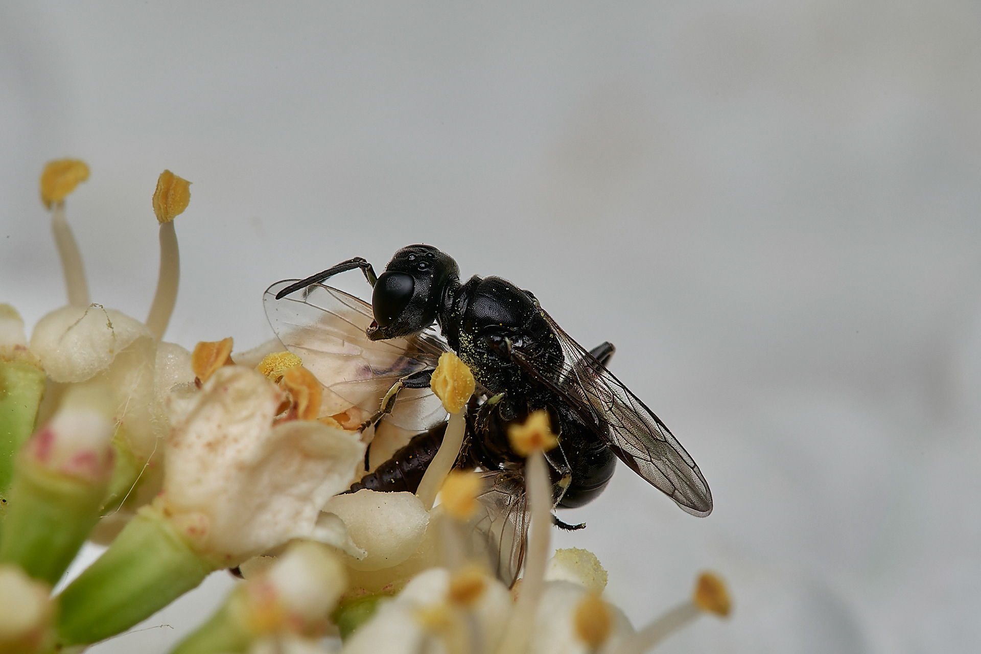 Ring-legged Crossocerus (Crossocerus anulipes) Hanworth