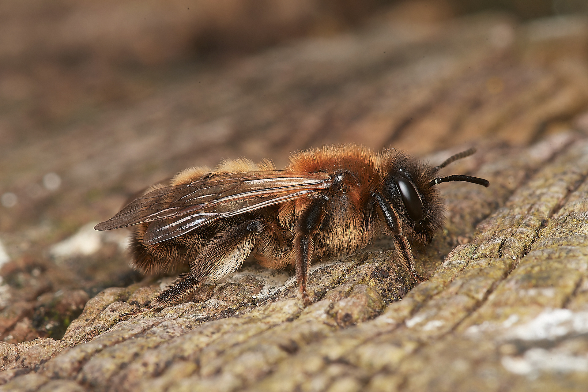 Broad-margined Mining Bee ?(Andrena synadelpha) Hanworth 03/23