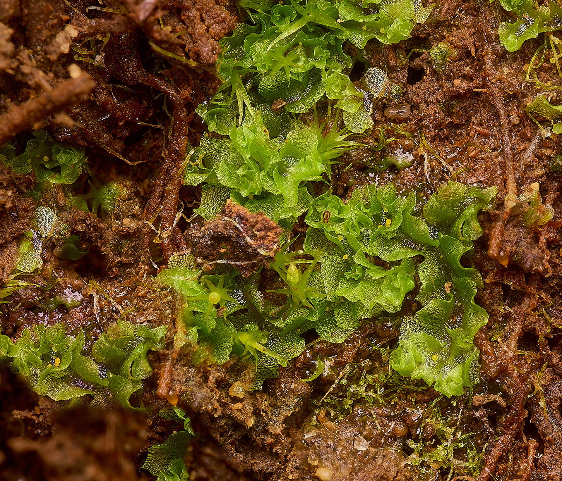 Grimston Warren Fossombronia Sp 08/24