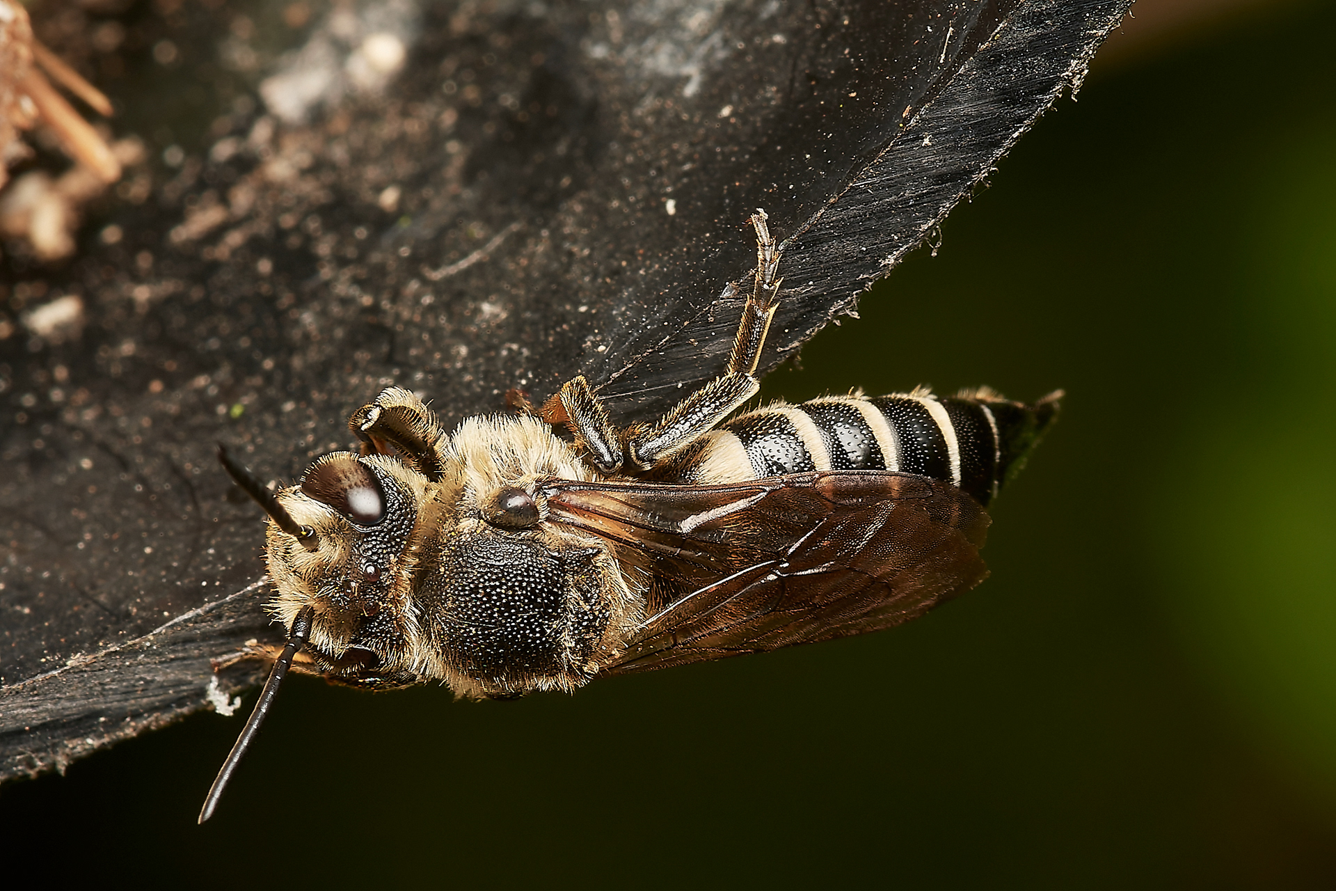 Dull-vented Sharp-tail Bee ♀︎ (Coelioxys elongata) Hanworth