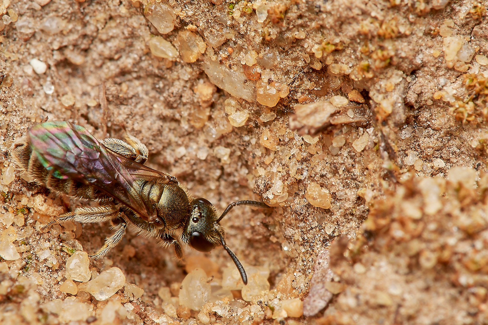 Brassy Furrow Bee Sp (Lasioglossum Sp?) Hanworth