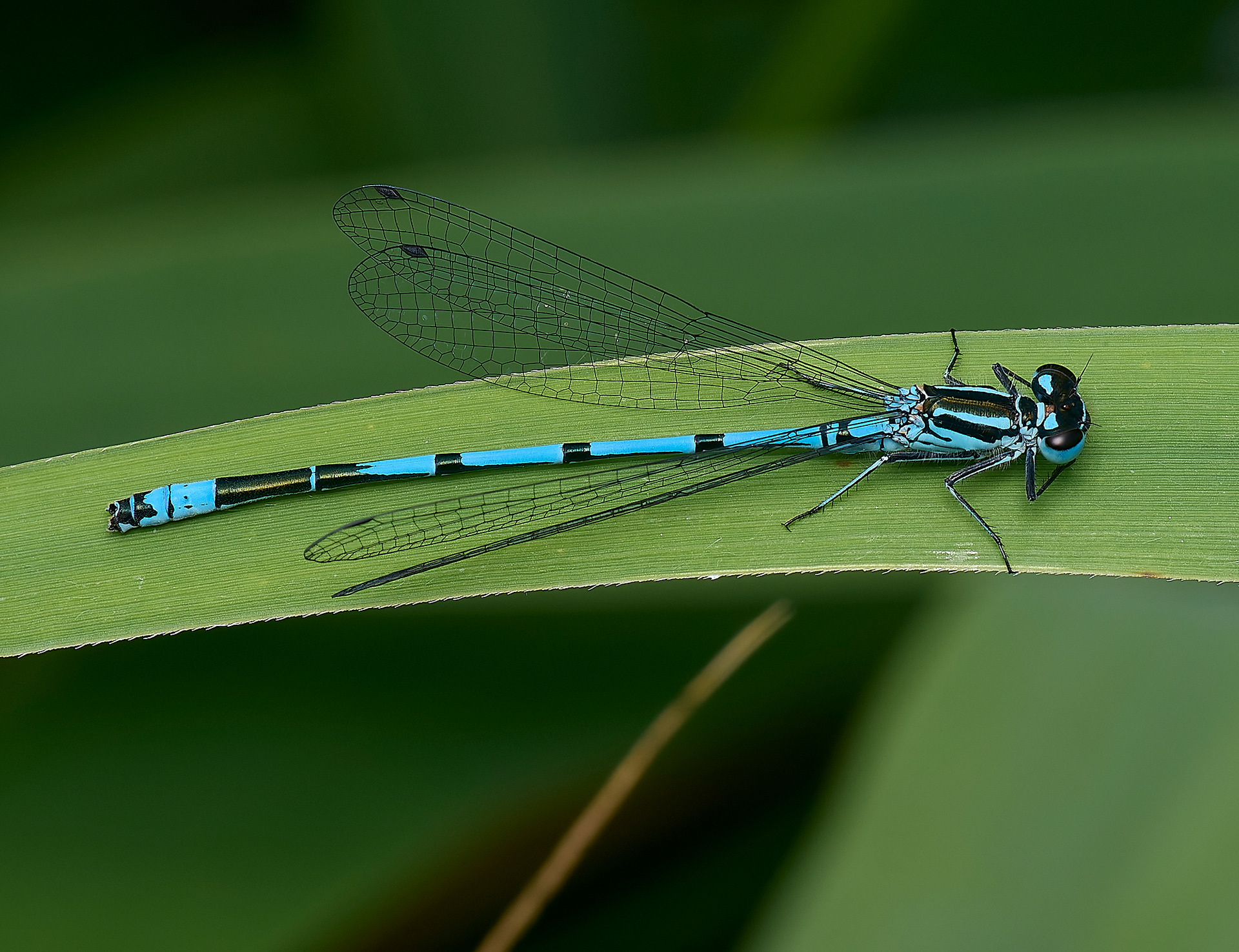 Azure Damselfly (Coenagrion puella)