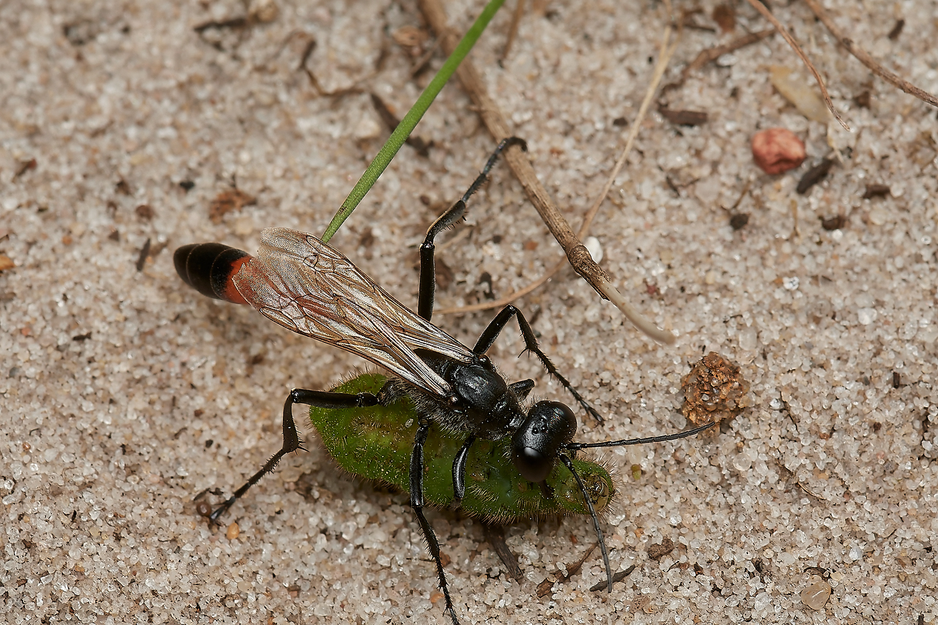Heath Sand Wasp (Amophila pubescens) Roydon Common
