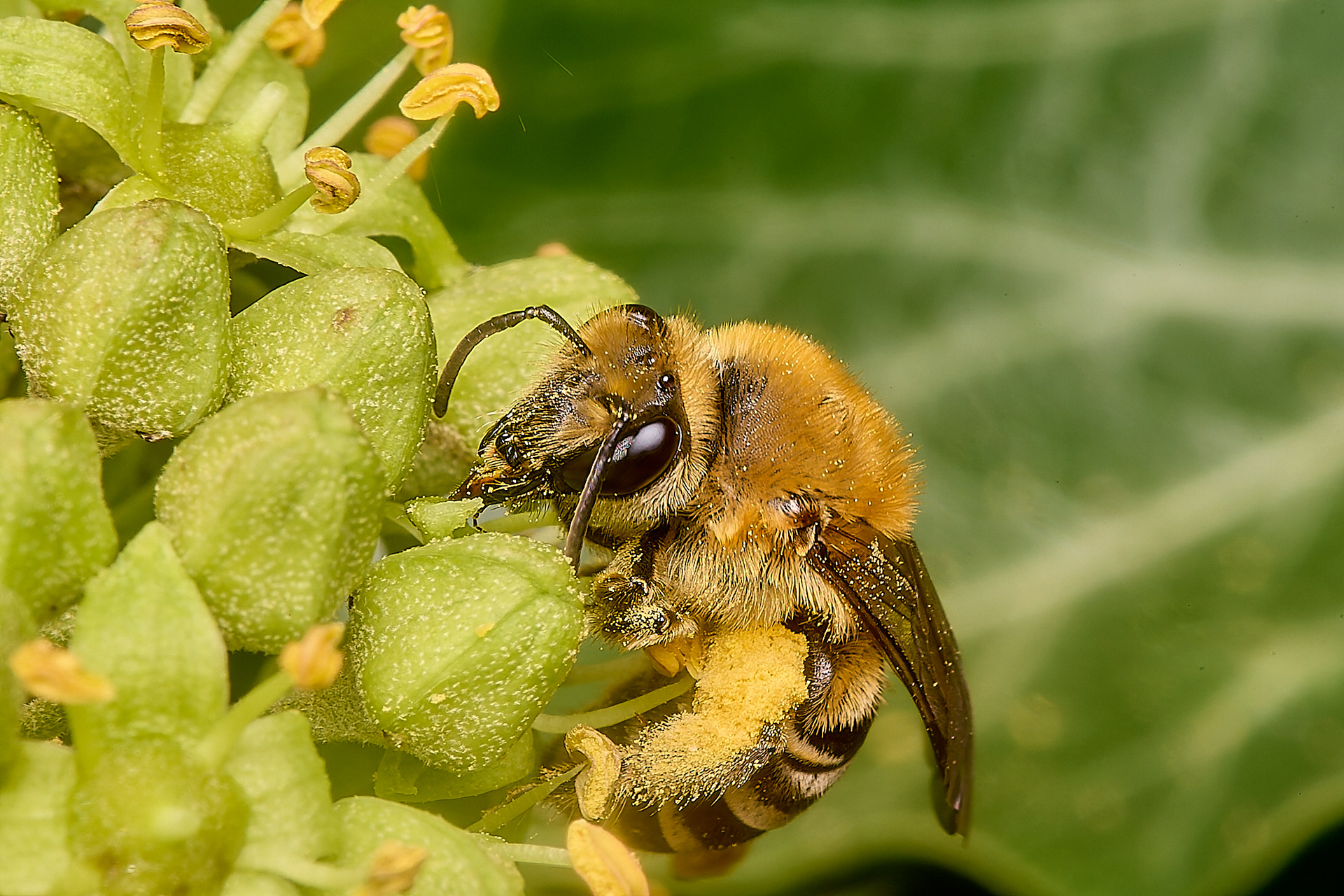 Ivy Bee (Colletes hederae)