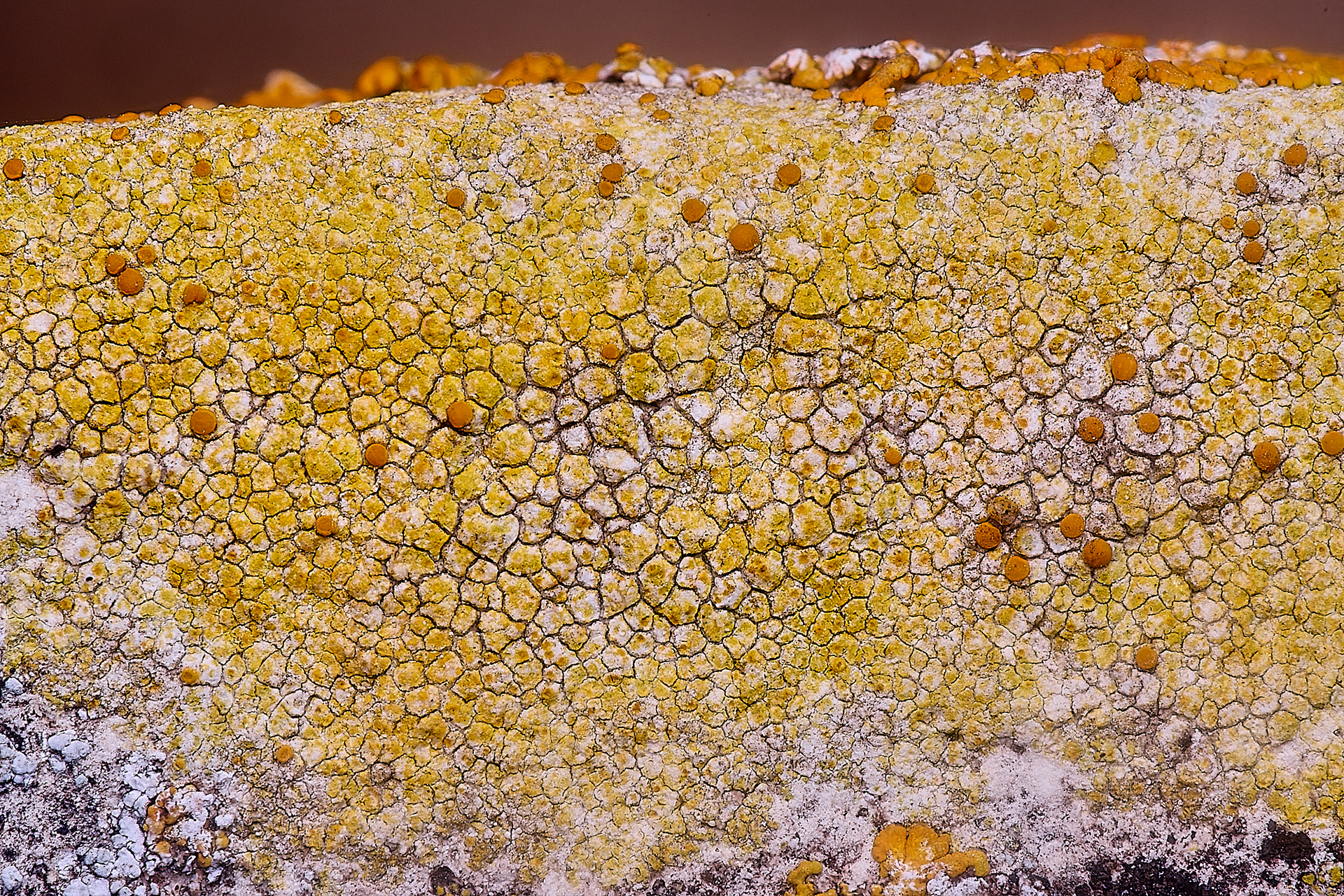 Caloplaca dalmatica