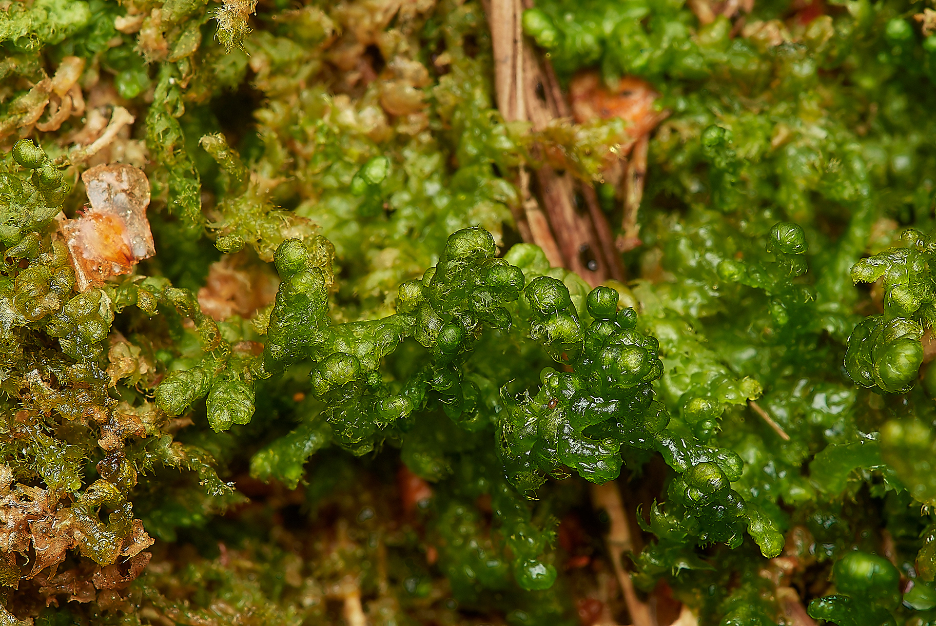Ciliated Fringewort (Ptilidium ciliare) Wootton Woods