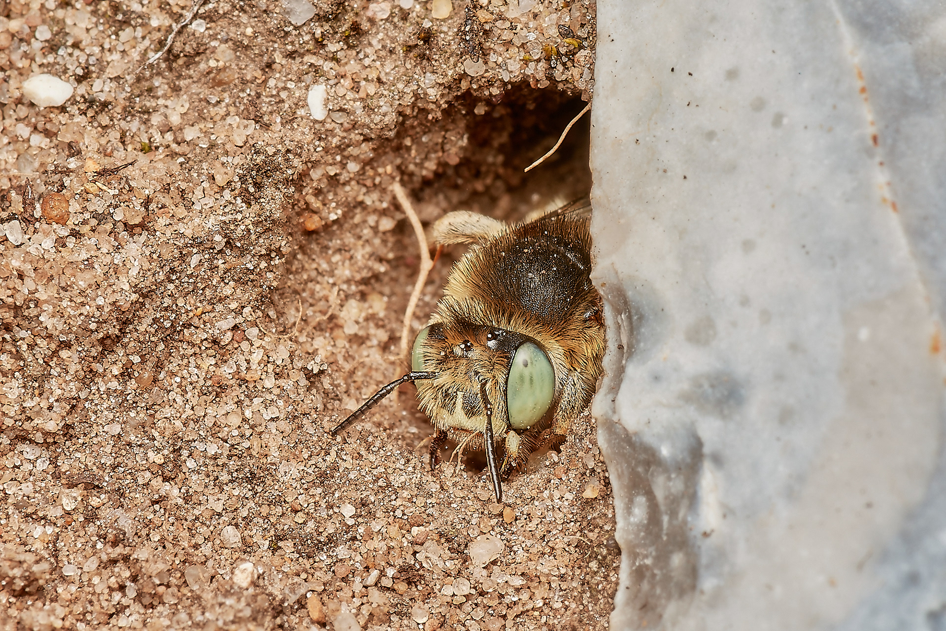 Green-eyed Flower Bee (Anthophora bimaculata) Santon Downham