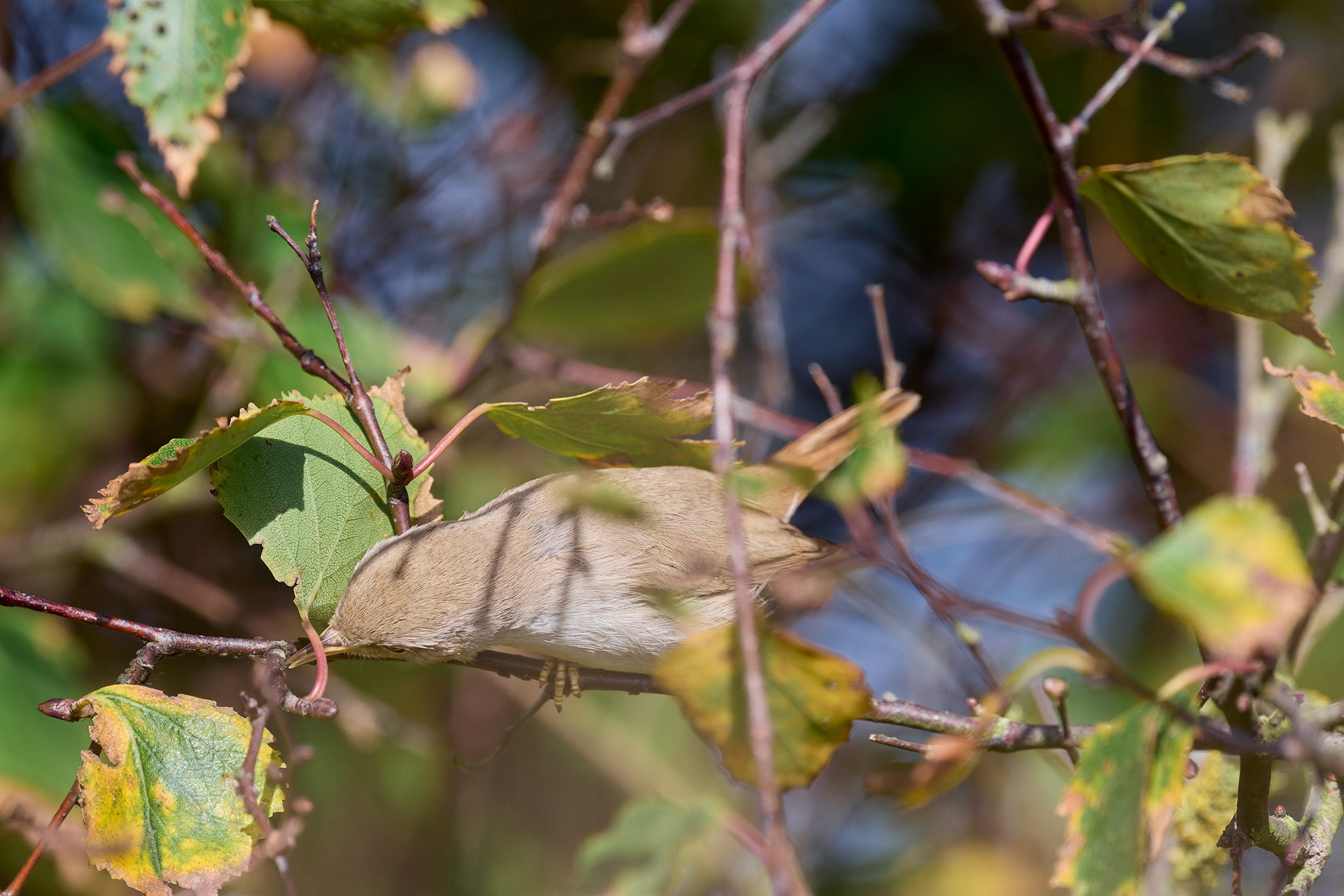 Asian Desert Warbler (Curruca nana)