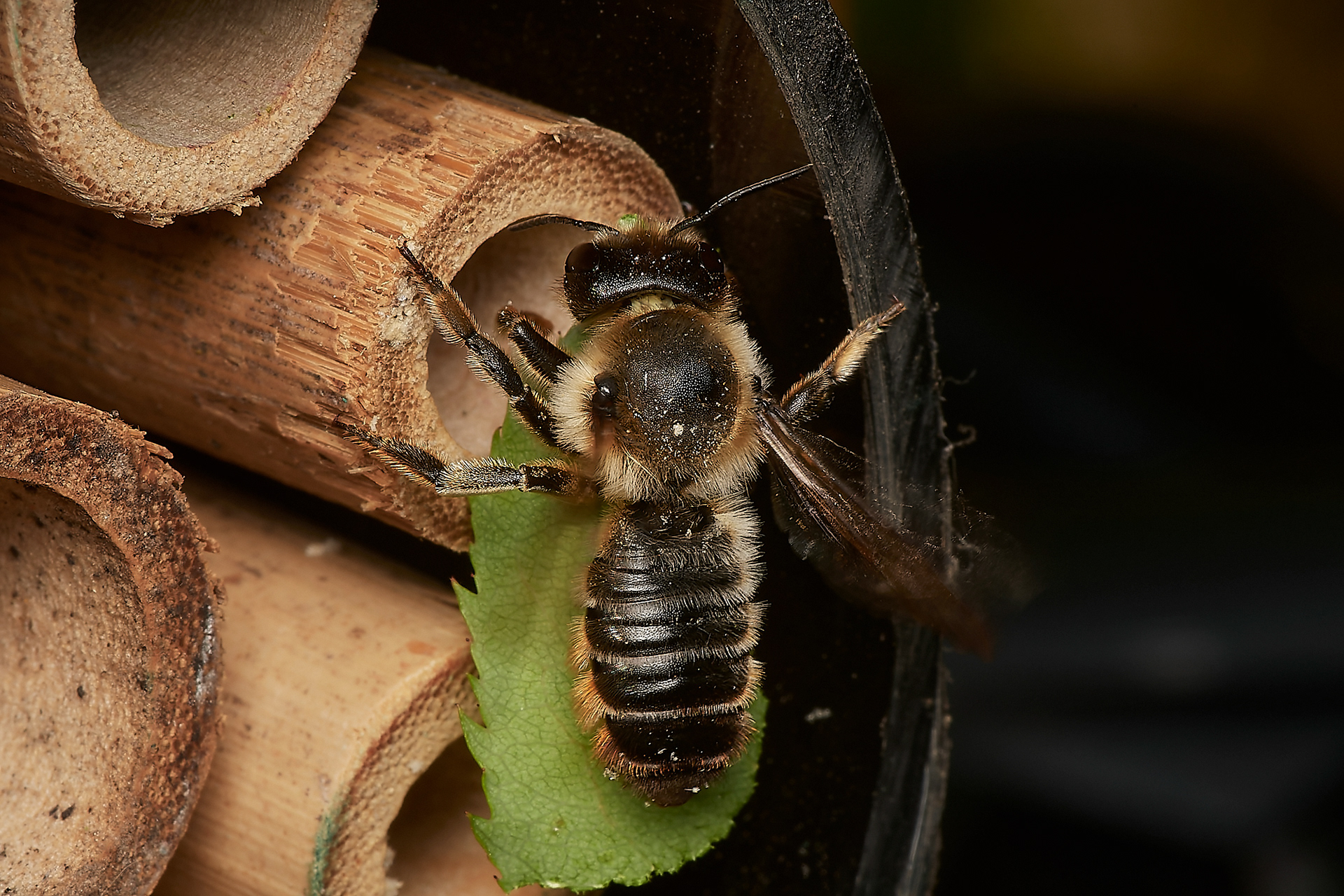 Willughby's Leafcutter Bee ♀︎(Magacgile willughbiella) Hanworth