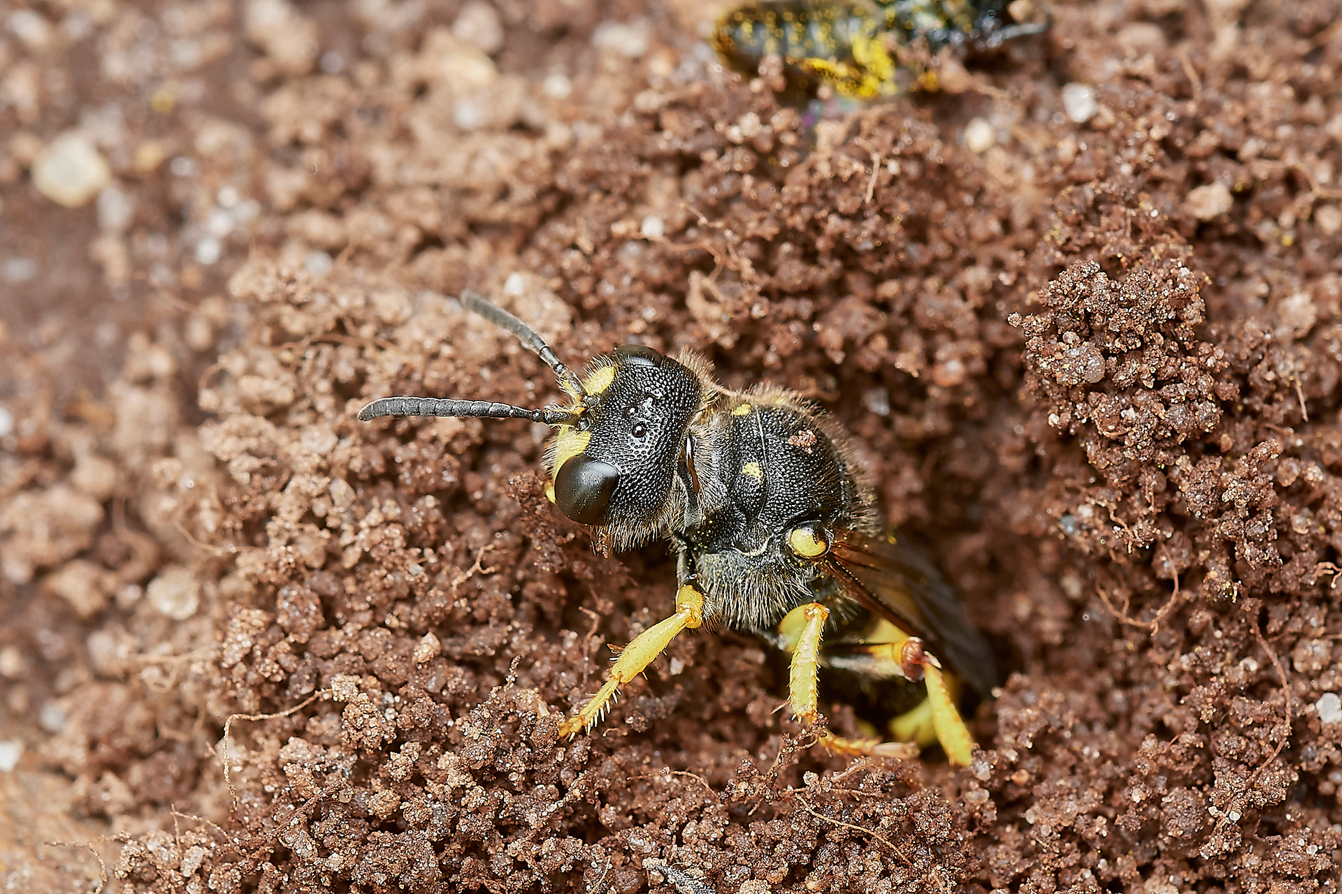 Ornate-tailed Digger Wasp (Cerceris rybyensis) Kelling Heath