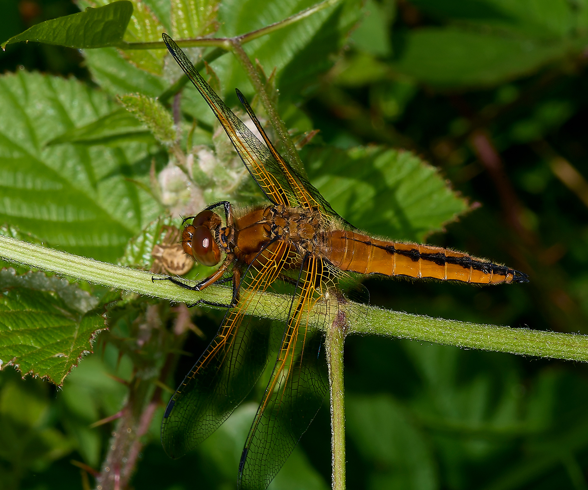 Scarce Chaser