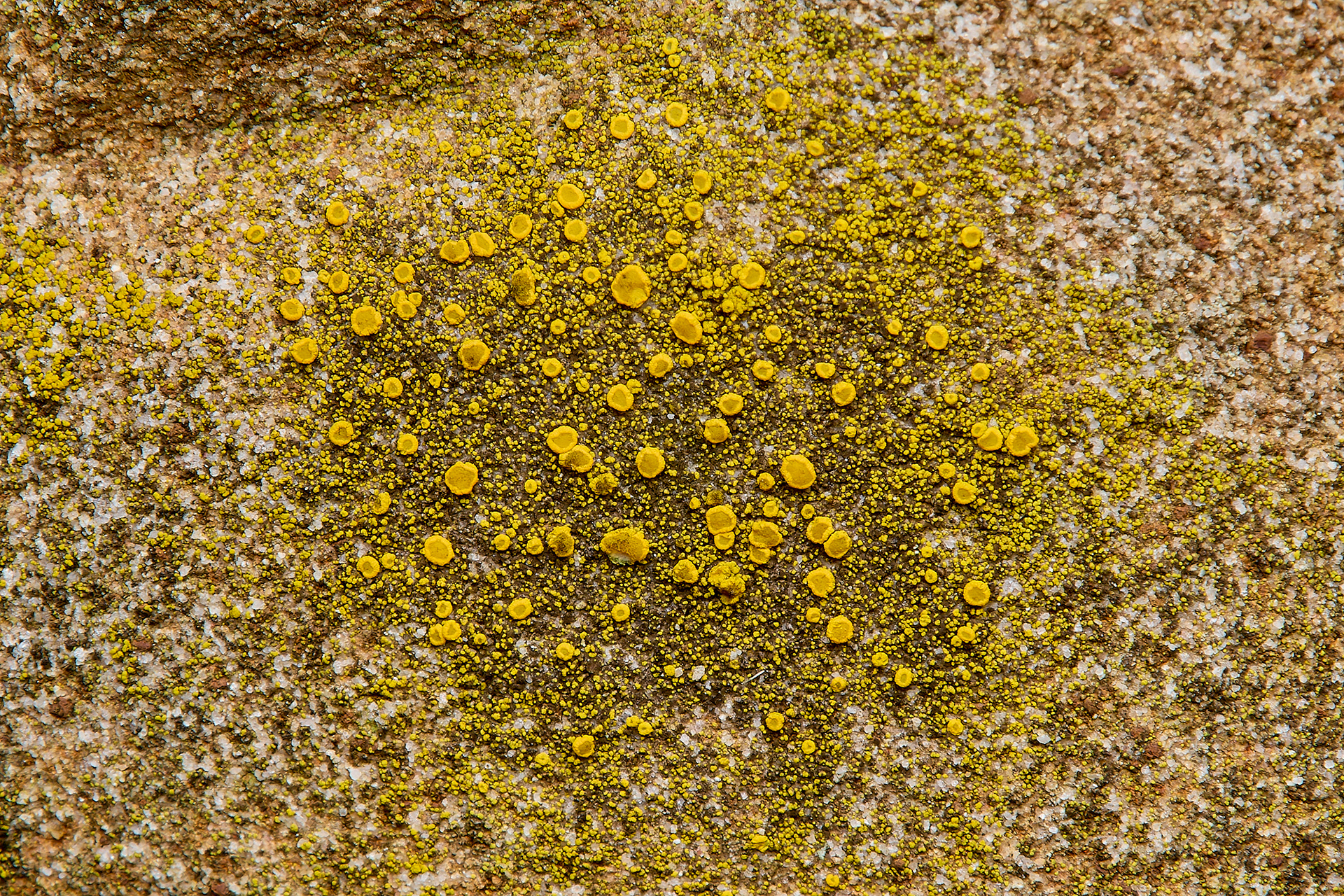 Candelariella vitelina