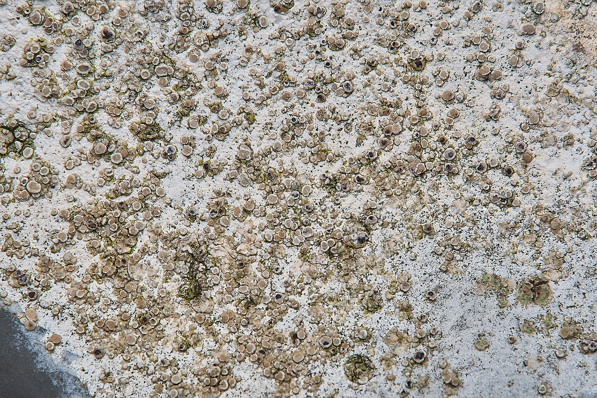 Myriolecis antiqua