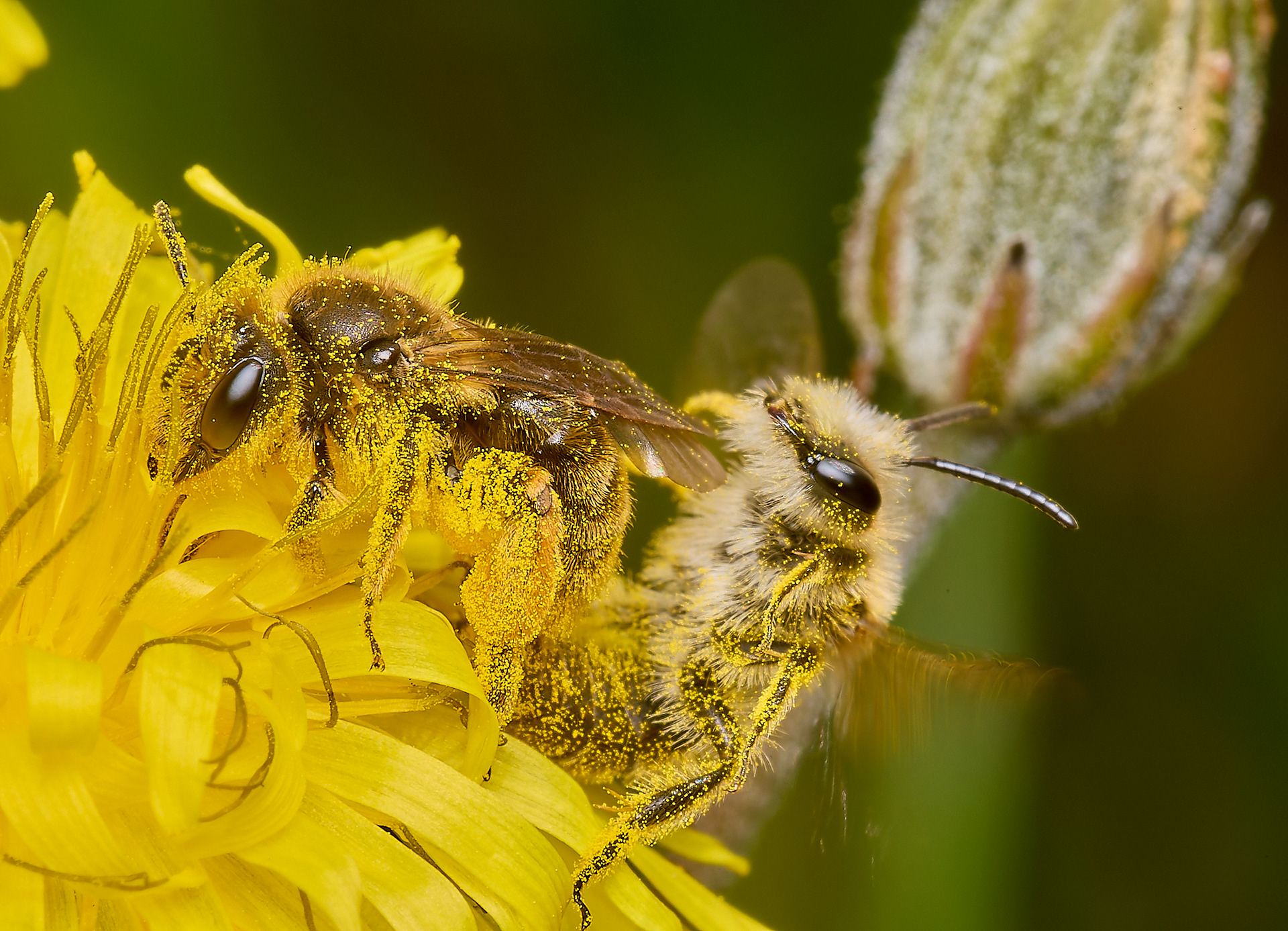 Catsear Mining Bee (Andrena humilis)♀︎&♂︎