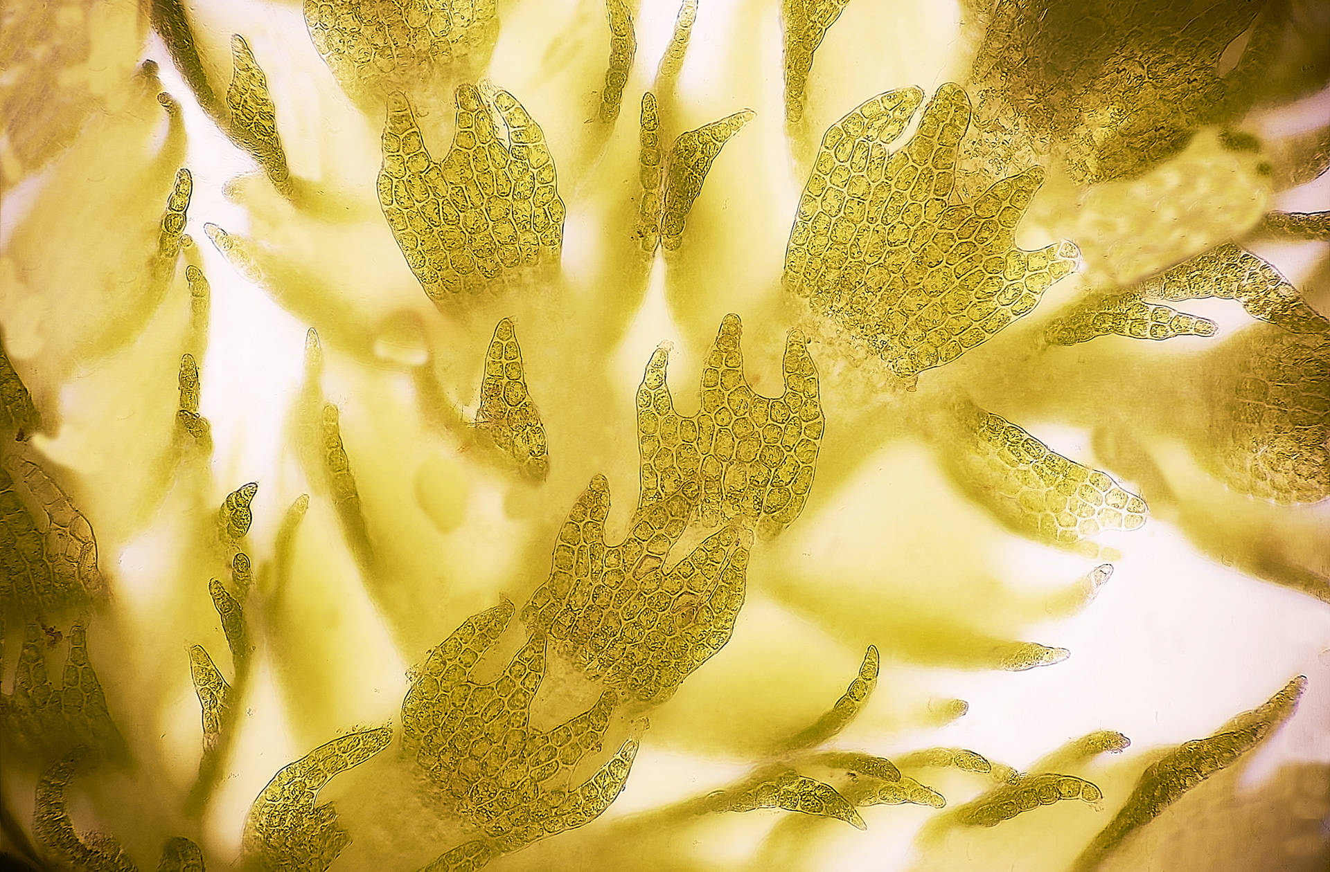 Creeping Fingerwort (Lepidozia reptans) Ling Common