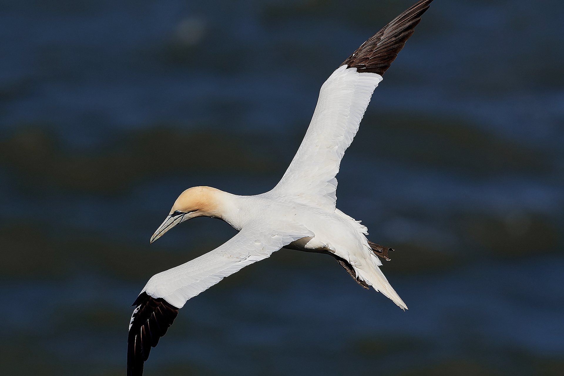 Gannets (Morus bassanus)