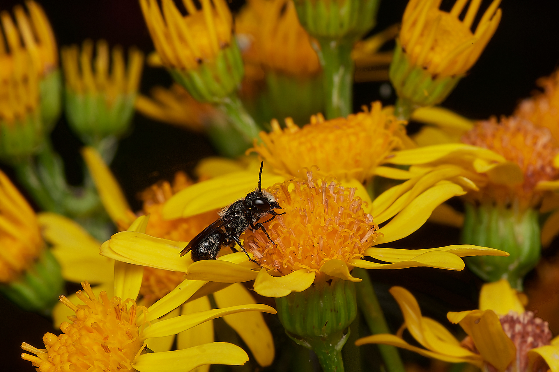 Large-headed Resin Bee ♂︎ (Heriades truncorum) A Norwich garden