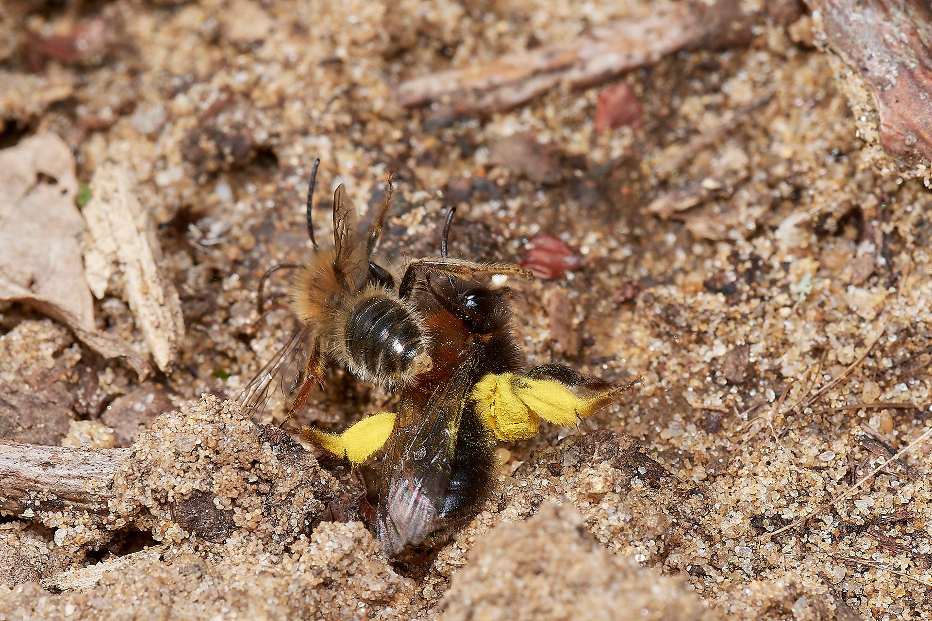 Clark's Mining Bee ♂︎&♀︎(Andren clarkella) Strumpshaw 03/23