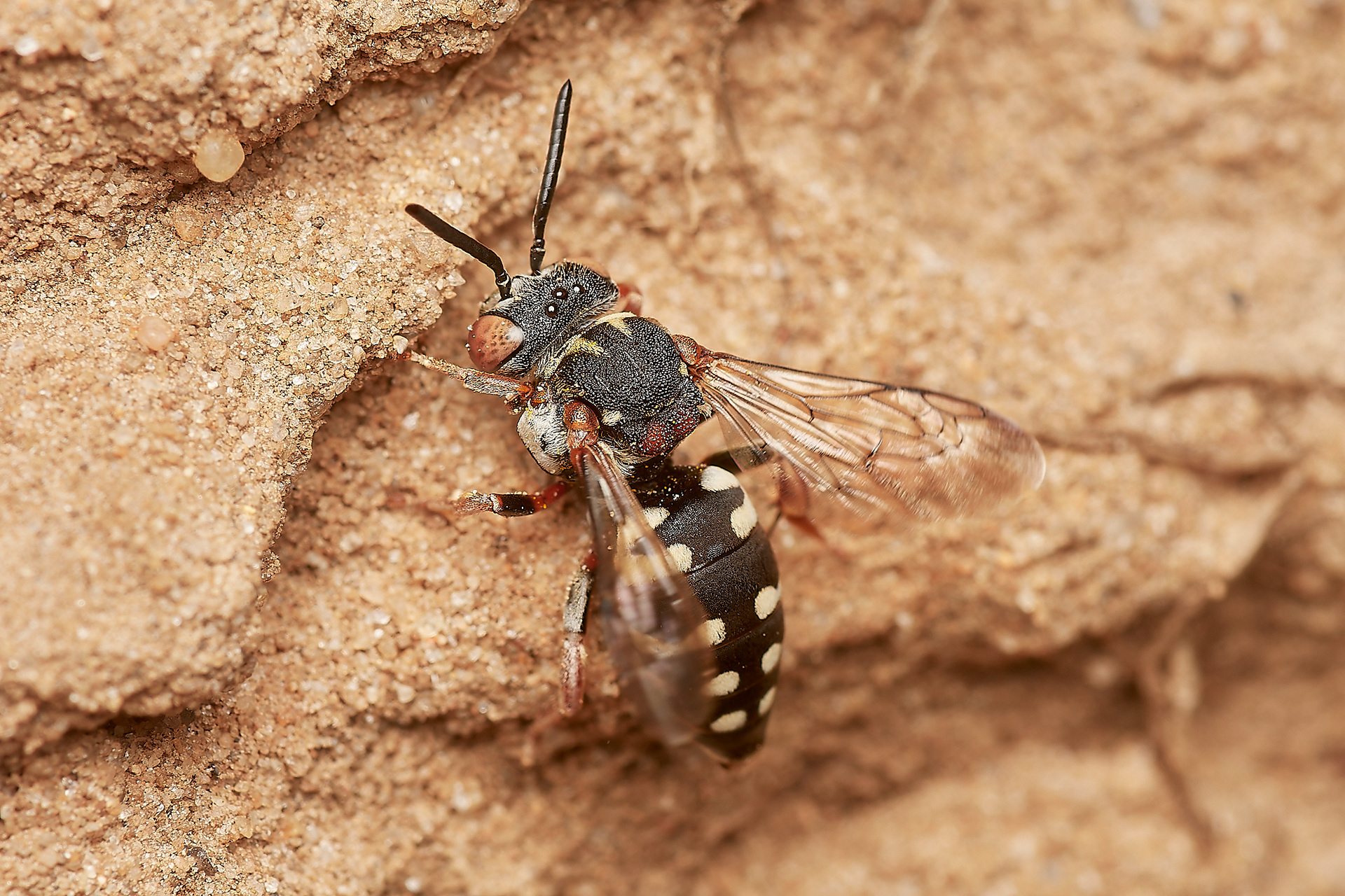 Black-thighed Epeolus (Epeolus variegatus) Gramborough Hill
