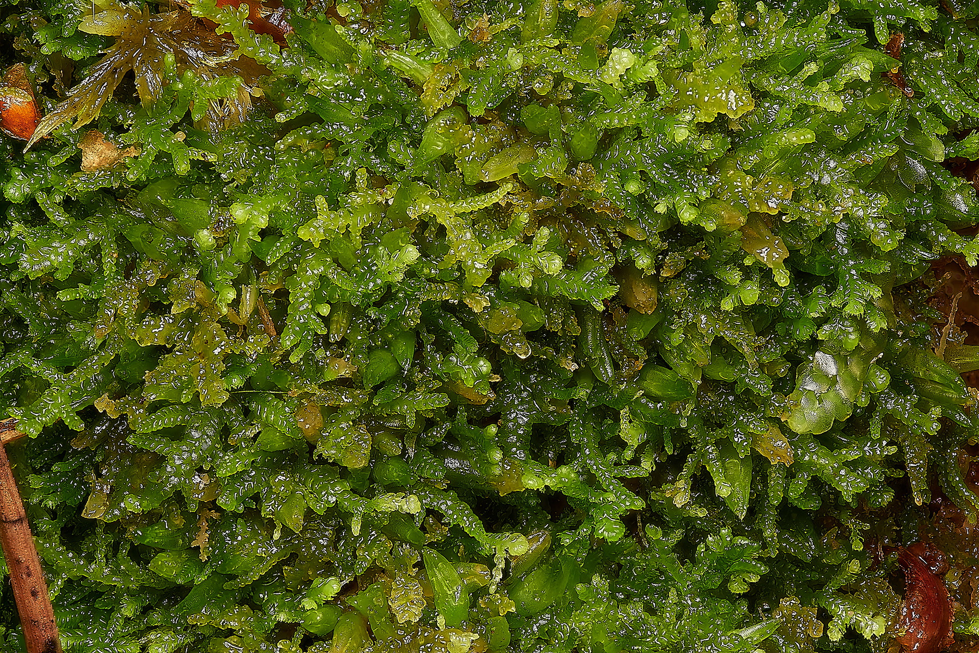 Creeping Fingerwort (Lepidozia reptans) Ling Common
