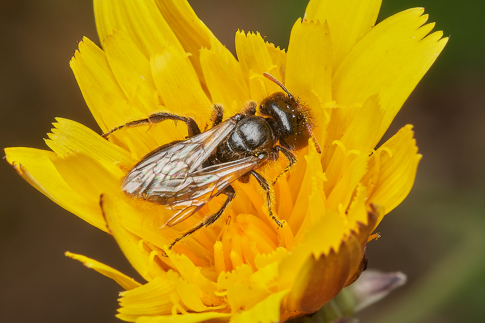Small Shaggy Bee ♂︎ (Panurgus calcuratus) Santon Downham