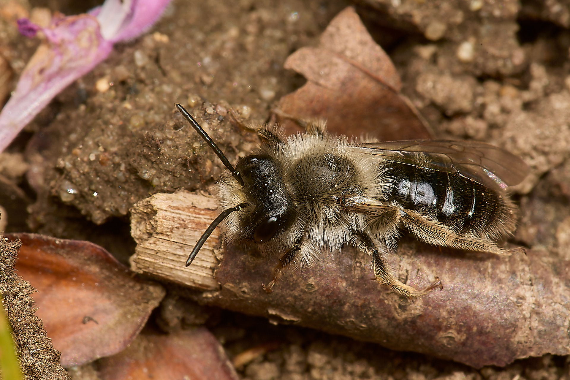 Grey - backed Mining Bee ♂︎(Andrena vega) Norwich