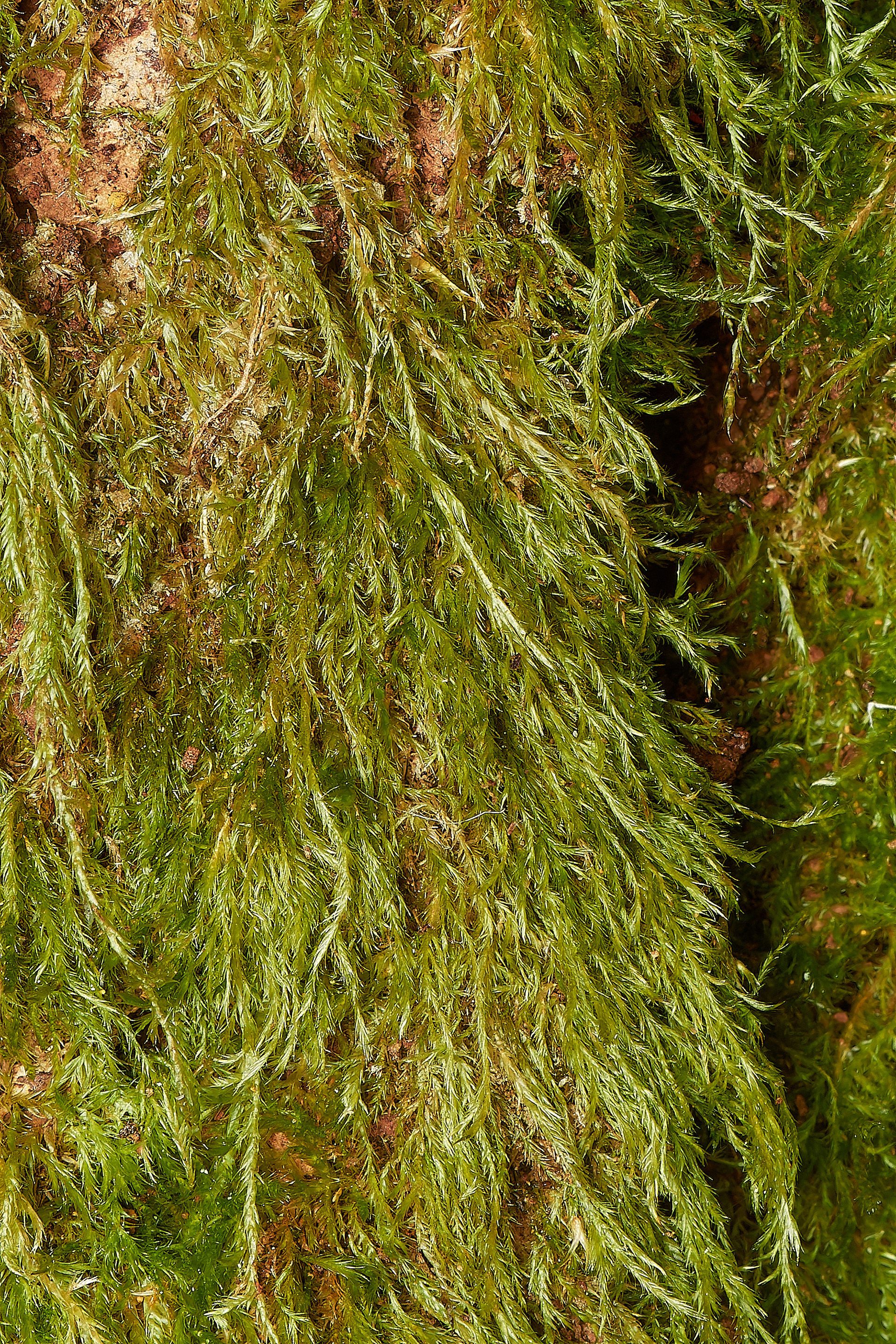 Cypress-leaved Plait-moss (Hypnum cupressiforme var resupinatum) Wootton Woods