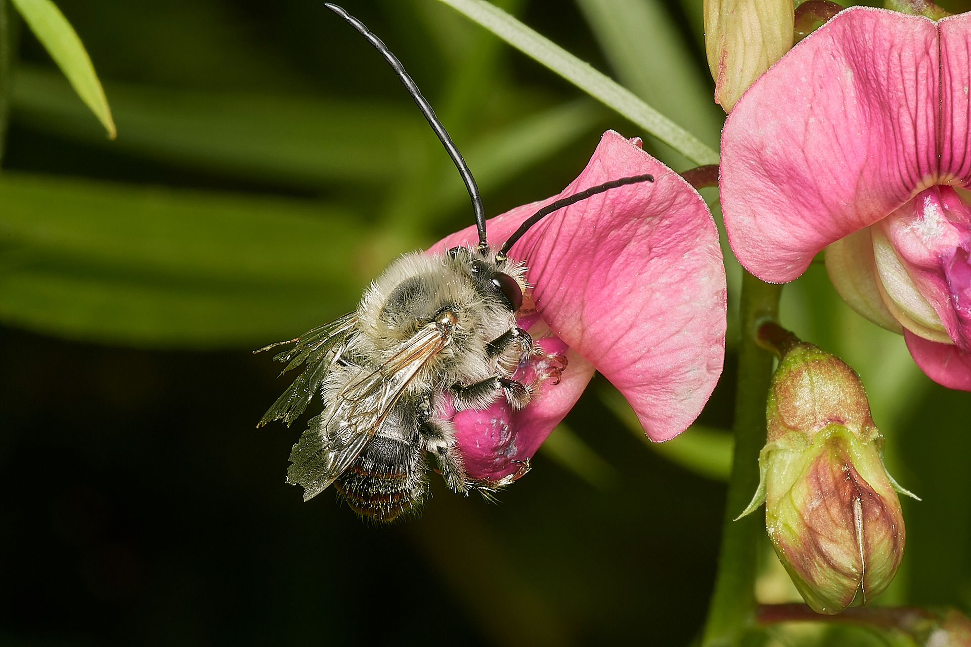 Long-horned Bee ♂︎ (Eucera longicornis) East Prawle