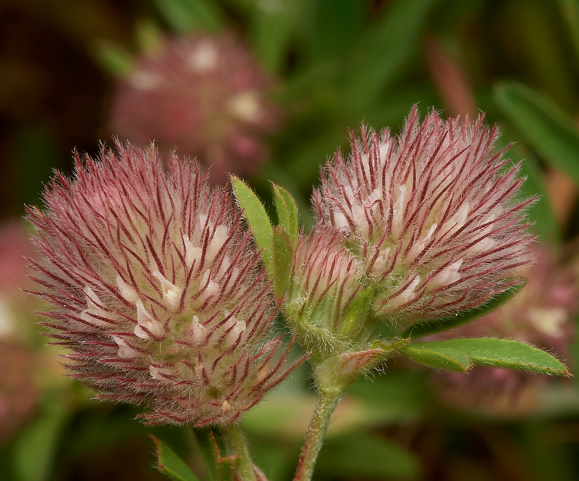 Hare's-foot Clover (Trifolium arvense) Spalla Gap