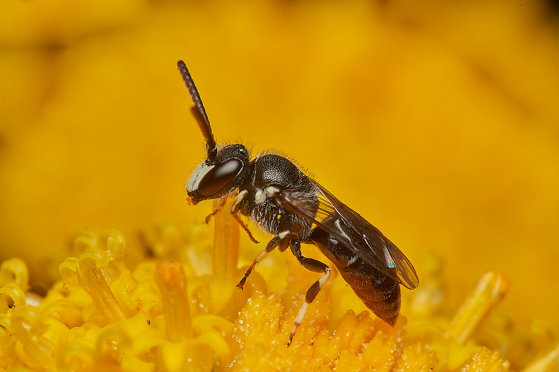 Hairy Yellow-face ♂︎(Hylaeus signatus) Slapton Ley